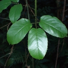 Rubus nebulosus at Moruya State Forest - 16 May 2024 12:03 PM