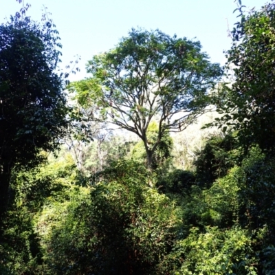 Polyscias murrayi (Pencil Cedar) at Moruya State Forest - 16 May 2024 by plants