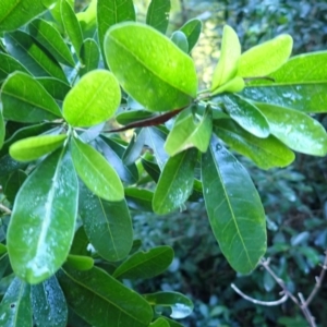 Acronychia oblongifolia at Moruya State Forest - 16 May 2024