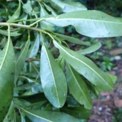 Acronychia oblongifolia at Moruya State Forest - 16 May 2024