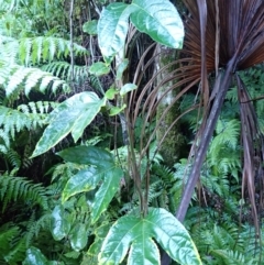 Passiflora edulis (Common Passionfruit) at Moruya State Forest - 16 May 2024 by plants