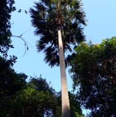 Livistona australis (Australian Cabbage Palm) at Moruya State Forest - 16 May 2024 by plants