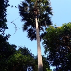 Livistona australis at Moruya State Forest - suppressed