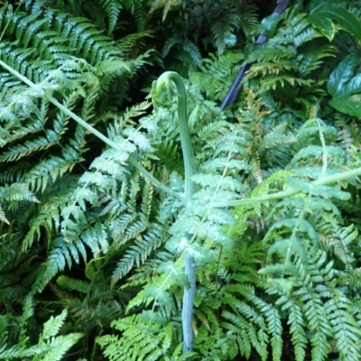Histiopteris incisa (Bat's-Wing Fern) at Moruya State Forest - 16 May 2024 by plants