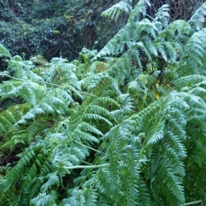 Histiopteris incisa at Moruya State Forest - suppressed