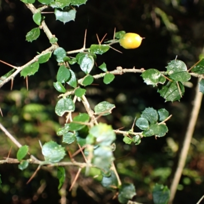 Pittosporum multiflorum (Orange Thorn) at Moruya State Forest - 16 May 2024 by plants