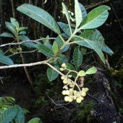 Psychotria loniceroides (Hairy Psychotria) at Wamban, NSW - 16 May 2024 by plants