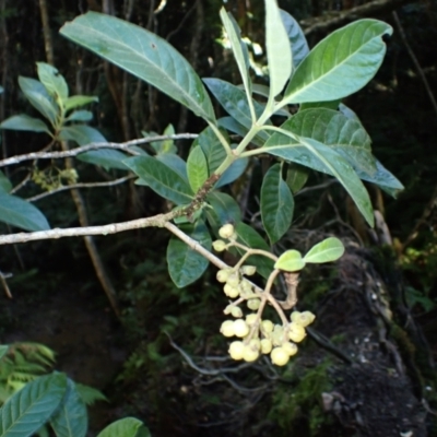 Psychotria loniceroides (Hairy Psychotria) at Moruya State Forest - 16 May 2024 by plants
