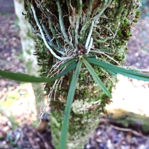 Sarcochilus hillii at Moruya, NSW - 16 May 2024