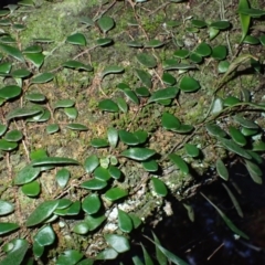 Pyrrosia rupestris (Rock Felt Fern) at Moruya, NSW - 16 May 2024 by plants