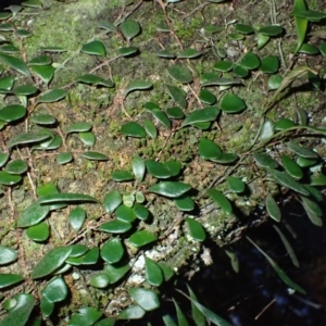 Pyrrosia rupestris (Rock Felt Fern) at Moruya, NSW by plants