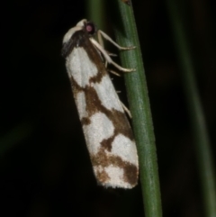 Chiriphe dichotoma (Reticulated Footman) at Freshwater Creek, VIC - 21 Apr 2023 by WendyEM