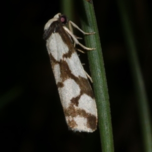 Chiriphe dichotoma at WendyM's farm at Freshwater Ck. - 21 Apr 2023