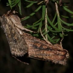 Dasygaster padockina (Tasmanian Cutworm) at WendyM's farm at Freshwater Ck. - 20 Apr 2023 by WendyEM