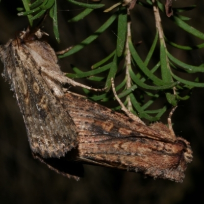 Dasygaster padockina (Tasmanian Cutworm) at WendyM's farm at Freshwater Ck. - 21 Apr 2023 by WendyEM