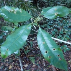 Schizomeria ovata (Crabapple) at Moruya State Forest - 17 May 2024 by plants