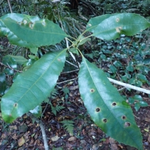 Schizomeria ovata (Crabapple) at Turlinjah, NSW by plants