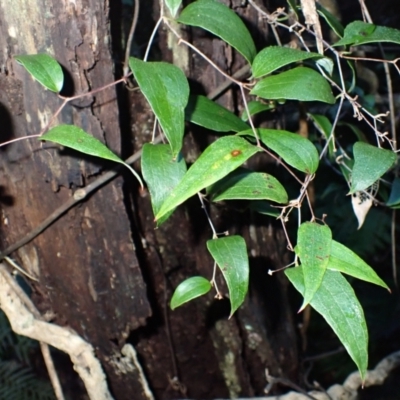 Smilax glyciphylla (Native Sarsaparilla) at Coolumburra, NSW - 16 May 2024 by plants