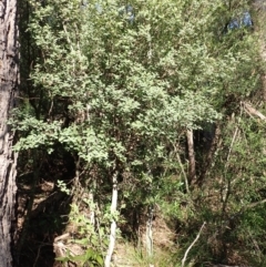 Pomaderris cinerea (Grey Pomaderris) at Moruya State Forest - 16 May 2024 by plants