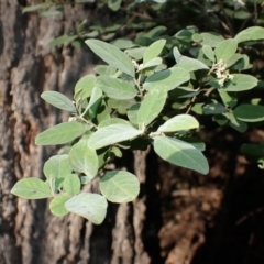 Pomaderris cinerea at Moruya State Forest - 17 May 2024 08:45 AM