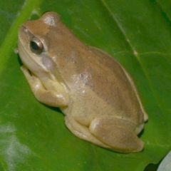 Unidentified Frog at Freshwater Creek, VIC - 21 Apr 2023 by WendyEM