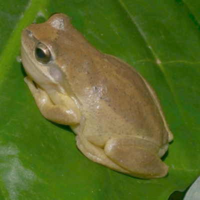 Litoria ewingii (Ewing's Tree Frog) at Freshwater Creek, VIC - 21 Apr 2023 by WendyEM