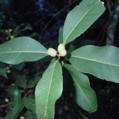 Notelaea venosa (Large Mock Olive) at Bodalla State Forest - 16 May 2024 by plants