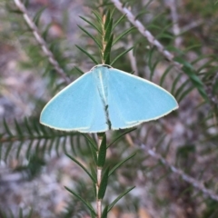 Chlorocoma melocrossa (Cream-fringed Emerald) at Waramanga, ACT - 20 May 2024 by LOz