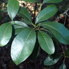 Acronychia oblongifolia (White Aspen, Yellow Wood) at Bodalla, NSW - 16 May 2024 by plants