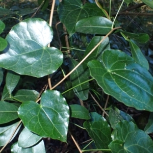 Sarcopetalum harveyanum at Bodalla State Forest - 17 May 2024