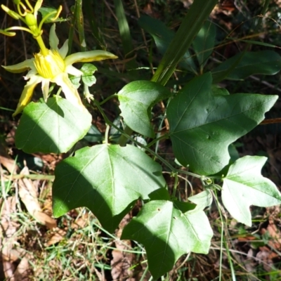 Passiflora herbertiana subsp. herbertiana (Native Passionfruit) at Bodalla, NSW - 17 May 2024 by plants