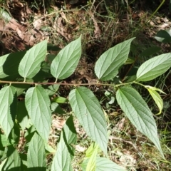 Trema tomentosa var. aspera (Native Peach) at Bodalla, NSW - 16 May 2024 by plants