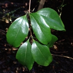 Ripogonum album (Supplejack) at Bodalla State Forest - 17 May 2024 by plants