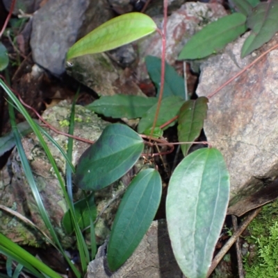 Smilax glyciphylla (Native Sarsaparilla) at Bodalla, NSW - 17 May 2024 by plants