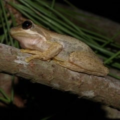 Litoria ewingii (Ewing's Tree Frog) at Freshwater Creek, VIC - 21 Apr 2023 by WendyEM