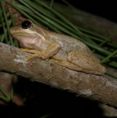 Litoria ewingii at Freshwater Creek, VIC - 21 Apr 2023 by WendyEM