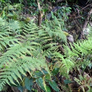Pteris tremula (Tender Brake) at Bodalla, NSW by plants