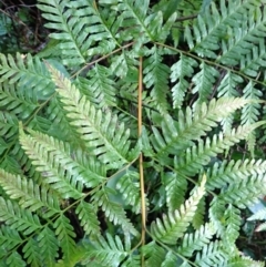 Pteris tremula at Dampier State Forest - 17 May 2024