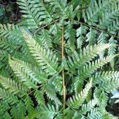 Pteris tremula at Dampier State Forest - 17 May 2024 01:57 PM