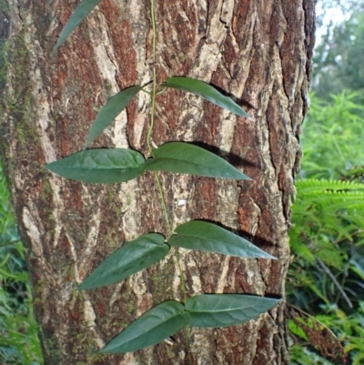 Parsonsia straminea (Common Silkpod) at Bodalla, NSW - 17 May 2024 by plants