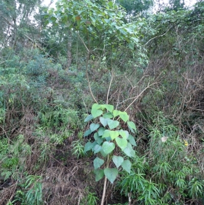 Homalanthus populifolius (Bleeding Heart) at Bodalla, NSW - 17 May 2024 by plants