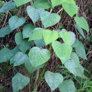 Homalanthus populifolius at Dampier State Forest - 17 May 2024 01:58 PM