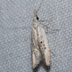 Carposinidae (family) (a Copromorphoidea moth) at WendyM's farm at Freshwater Ck. - 25 Apr 2023 by WendyEM