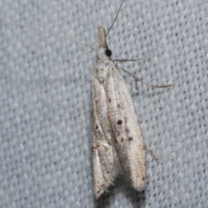 Carposinidae (family) at WendyM's farm at Freshwater Ck. - 25 Apr 2023 11:55 PM