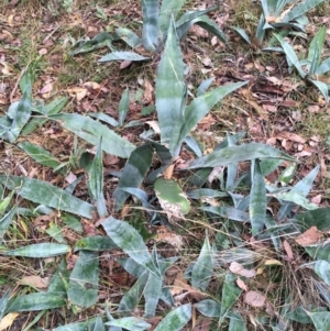 Agave americana at Mount Taylor - 20 May 2024 10:48 AM