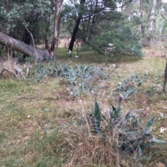 Agave americana at Mount Taylor - 20 May 2024