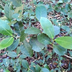 Elaeodendron australe at Tuross Head, NSW - 17 May 2024 03:02 PM