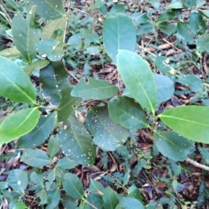 Elaeodendron australe (Red Olive Plum) at Tuross Head, NSW by plants