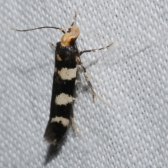Limnaecia (genus) (A Gelechioid moth) at Freshwater Creek, VIC - 25 Apr 2023 by WendyEM