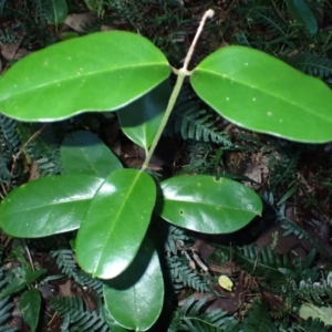 Leichhardtia flavescens at Tuross Head, NSW - 17 May 2024